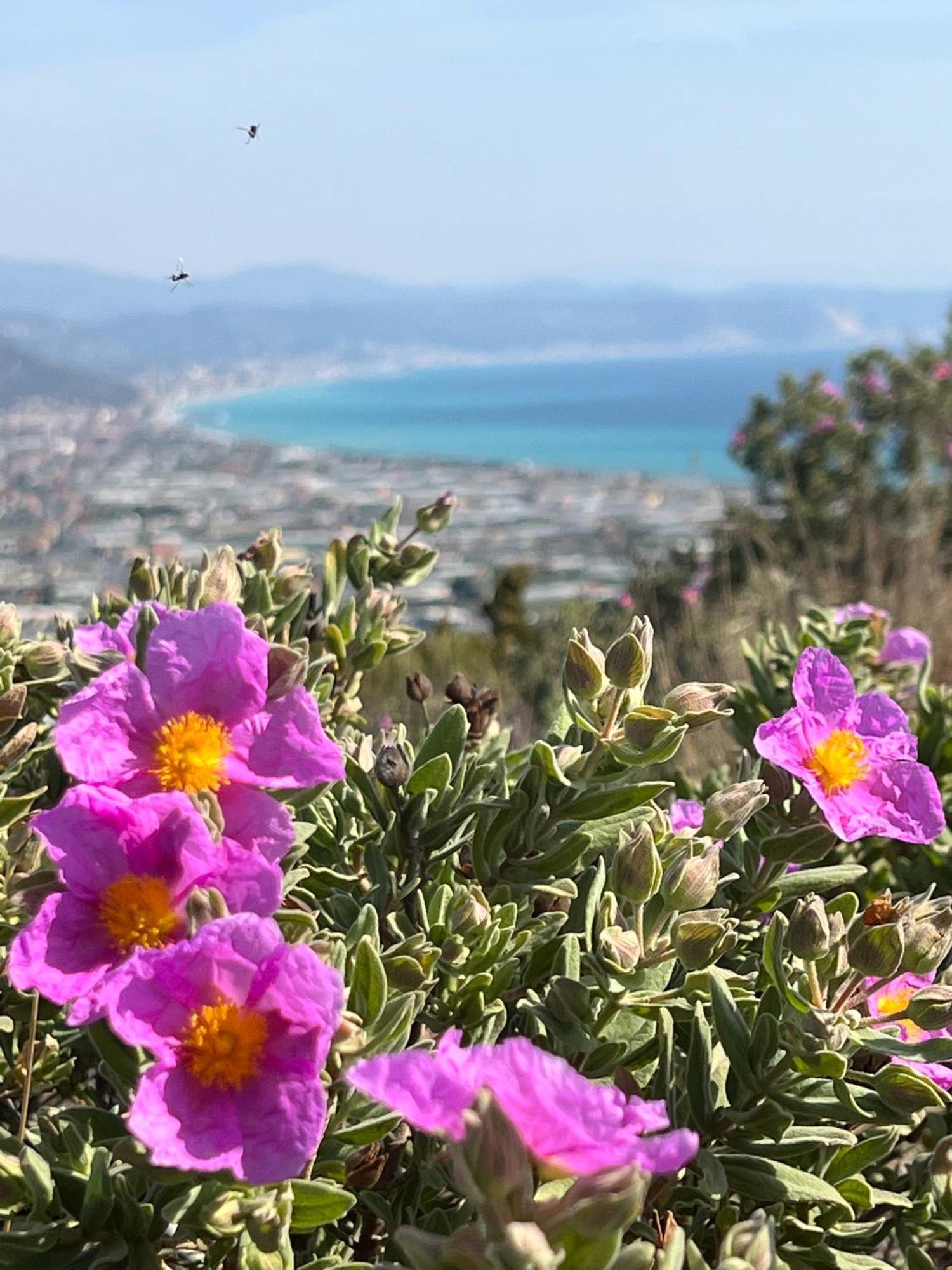 Ines Rivieraholiday Albenga Ngoại thất bức ảnh
